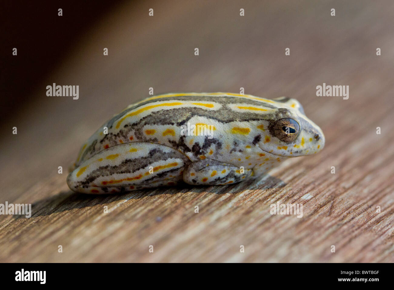 Ritratto di una rana reed (Hyperolius argus) nella boccola. La foto è stata scattata nel Parco Nazionale di Kruger, Sud Africa. Foto Stock