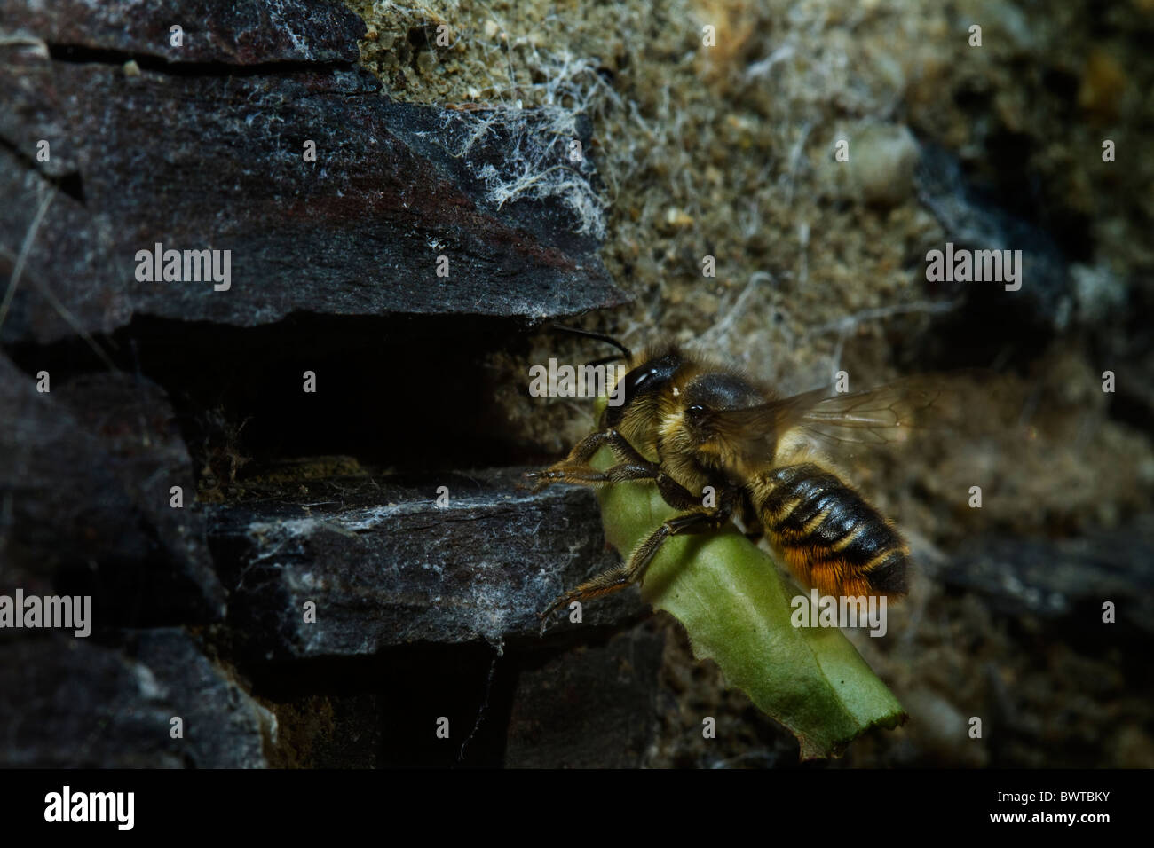 Patchwork foglia-cutter bee (Megachile centuncularis) in arrivo a terra con un uovo wraped fino in una foglia. Foto Stock