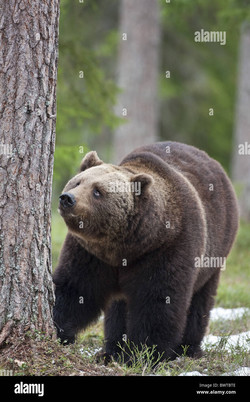 Orso bruno FR : La nostra Brun Finlandia mammiferi alberi Ruhtinansalmi Ursus arctos orso orsi eurasia eurasian Unione europa omnivore Foto Stock