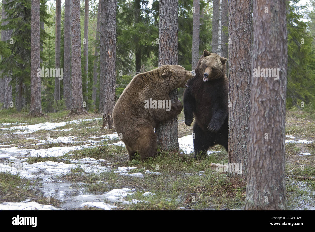 Unione l'orso bruno (Ursus arctos arctos) due maschi adulti, combattimenti, in piedi sulle zampe posteriori nella foresta di pini, Ruhtinansalmi, Oulu, Foto Stock