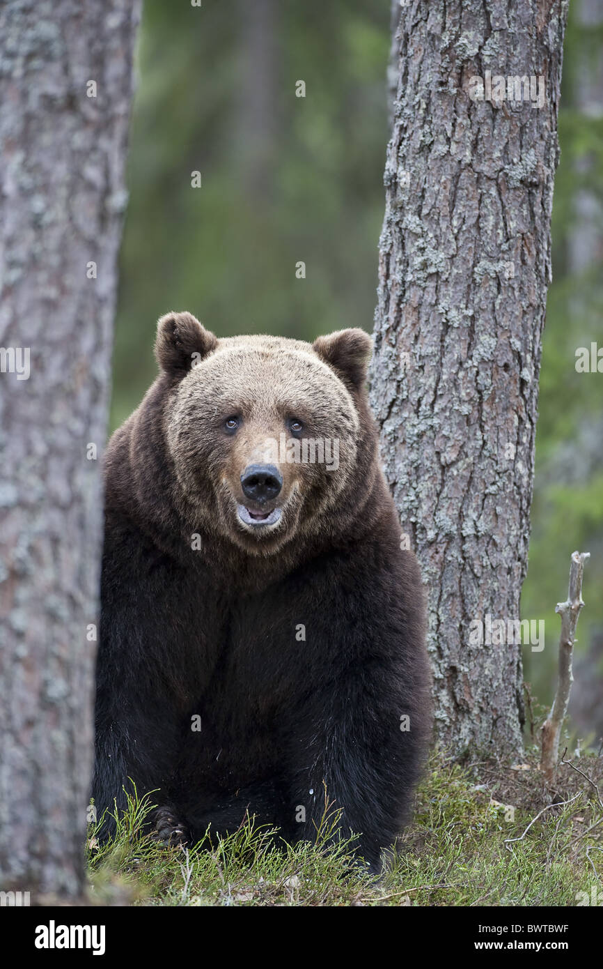 Orso bruno FR : La nostra Brun Finlandia felice mammiferi Ruhtinansalmi alberi sorridente Ursus arctos orso orsi eurasia eurasian unione Foto Stock