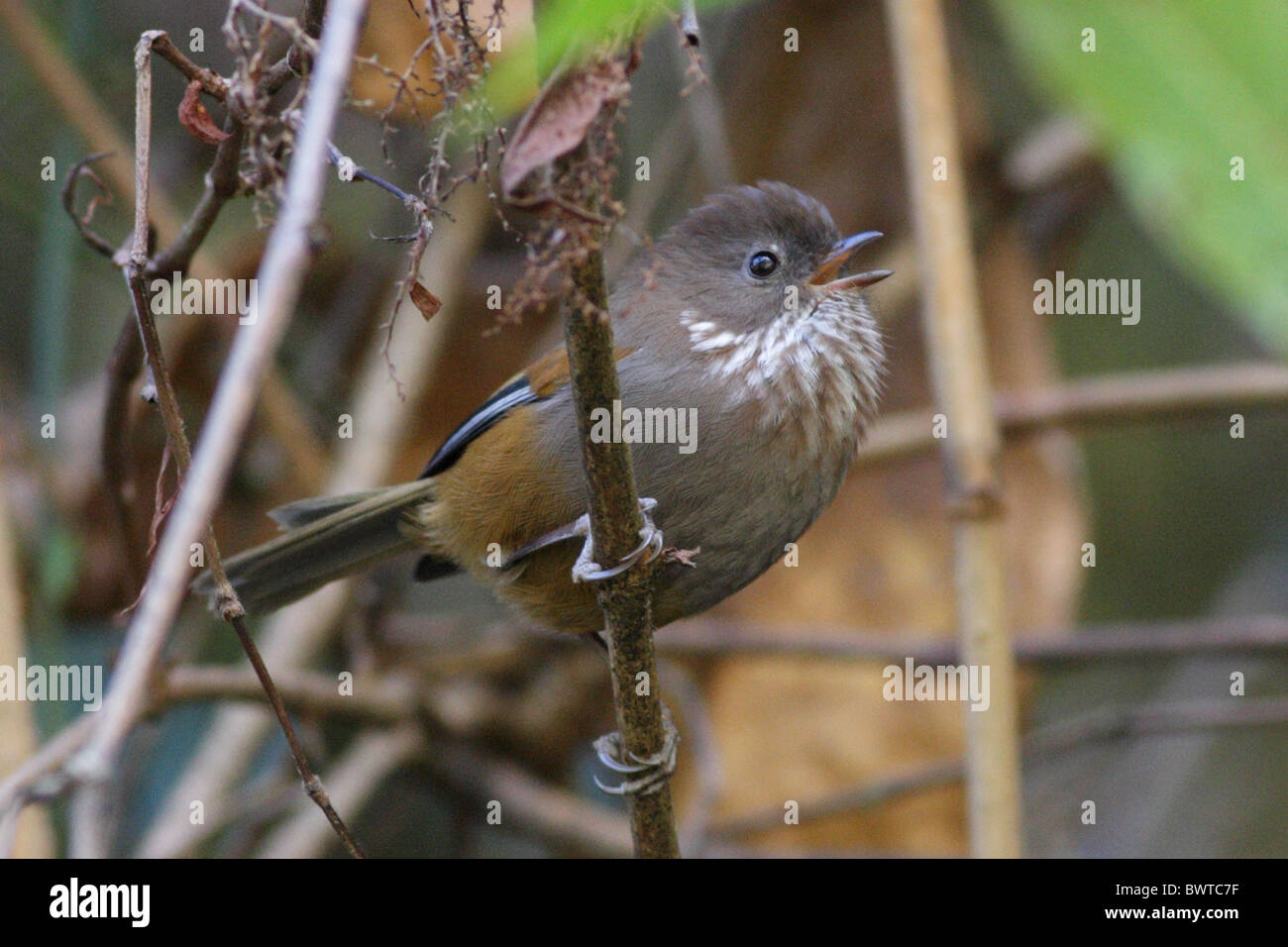 Marrone-throated Fulvetta (Alcippe ludlowi) adulto, cantando, Eaglenest Wildlife Sanctuary, Arunachal Pradesh, India, dicembre Foto Stock