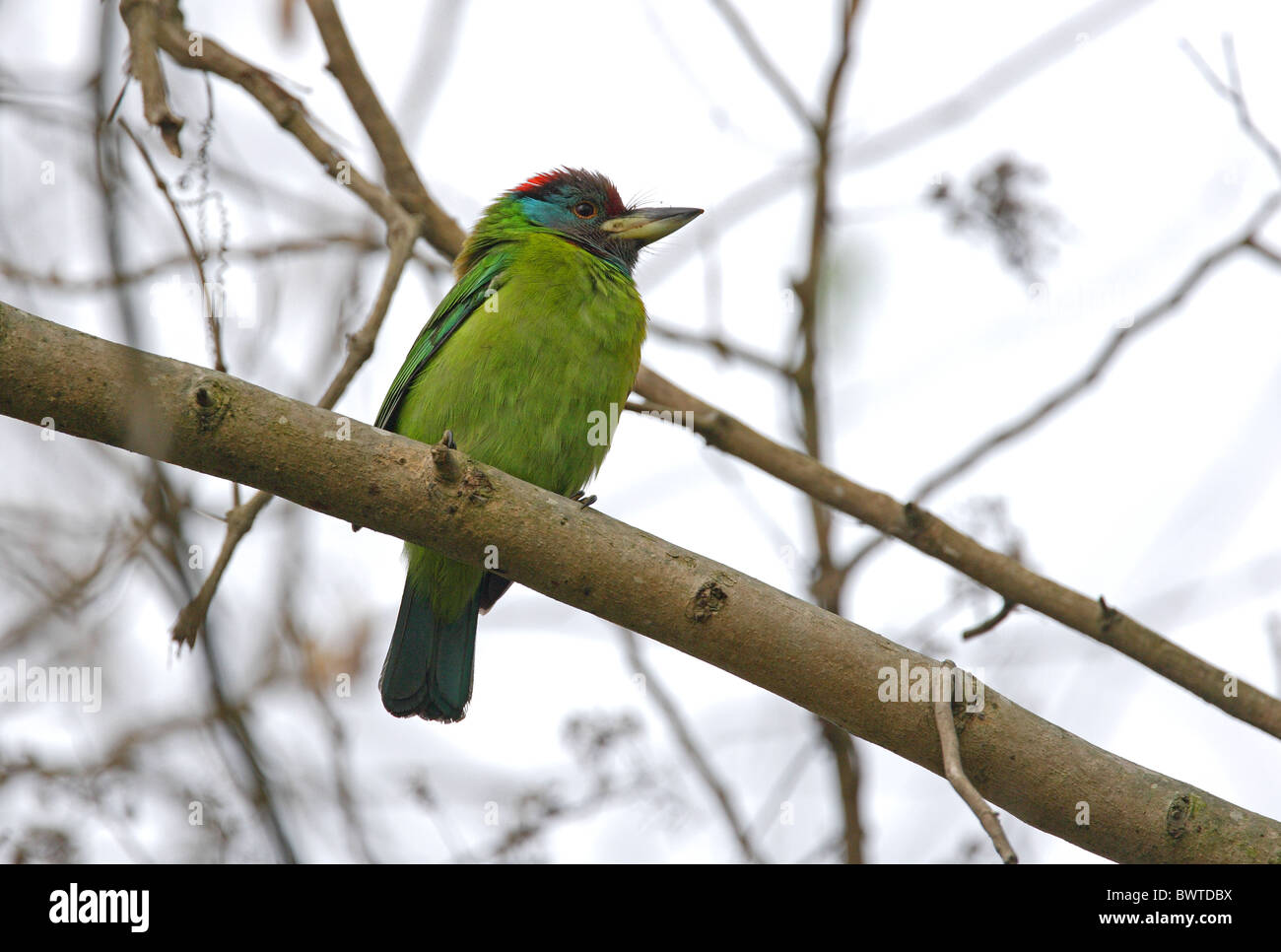 Blu-throated Barbet (Megalaima asiatica) adulto, appollaiato sul ramo, Koshi Tappu, Nepal, gennaio Foto Stock