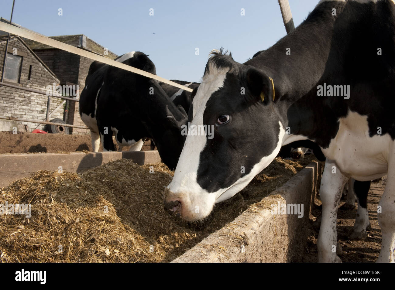 Alimentazione di vacche bovini da latte holstein il frisone frisoni holstein holsteins bovini mucca mucche bovid bovidi domestici aziende agriturismo Foto Stock
