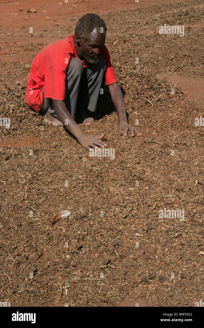Uomo di tabacco di smistamento a Hagere Mariam Mercato, sud Etiopia Foto Stock
