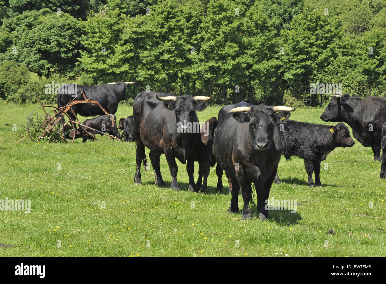 Welsh Black Cornovaglia Vitelli Bovini le vacche nutrici Vacche Bovini mucca mucche bovid bovidi domestici farm addomesticati allevamenti di ungulati di allevamento Foto Stock