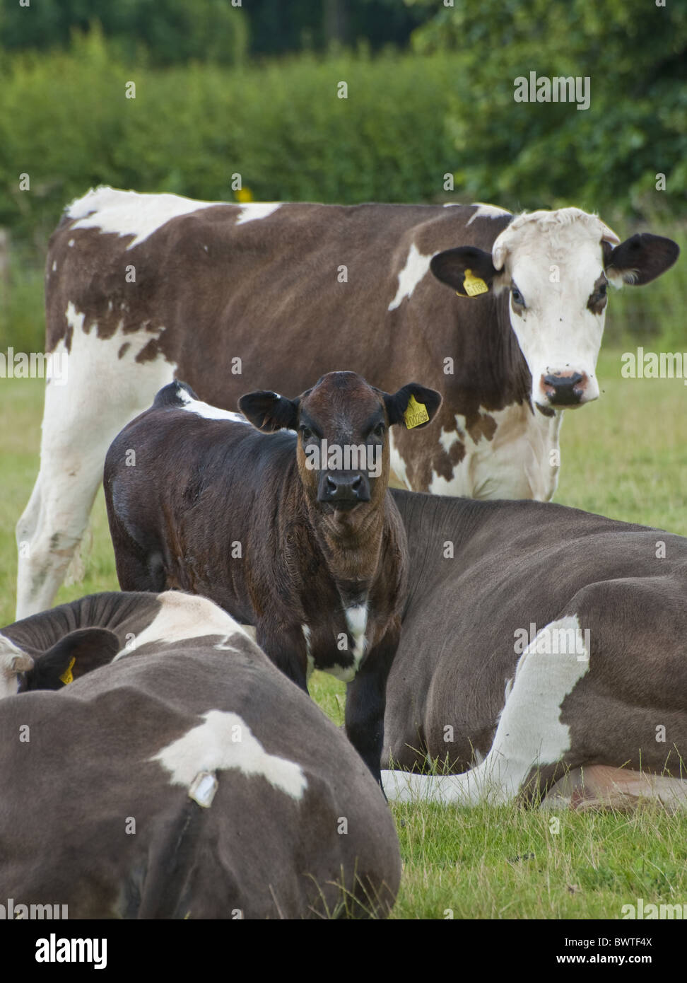 bovini-di-longhorn-simmental-le-vacche-nutrici-carne-di-vitello-bovino