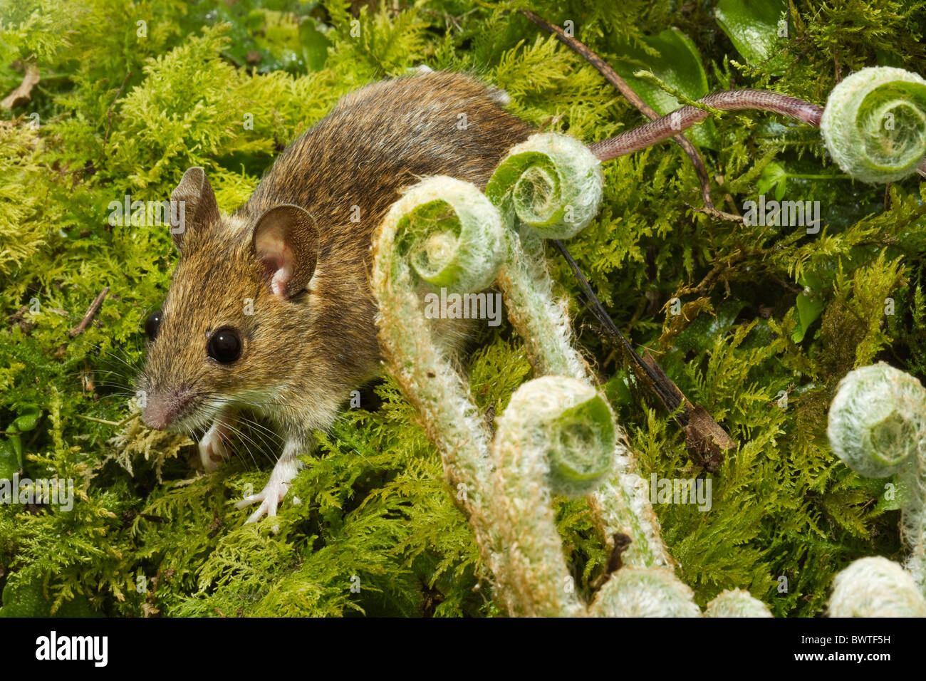 Wood mouse Apodemus sylvaticus,o lunga coda di topo di campo Foto Stock