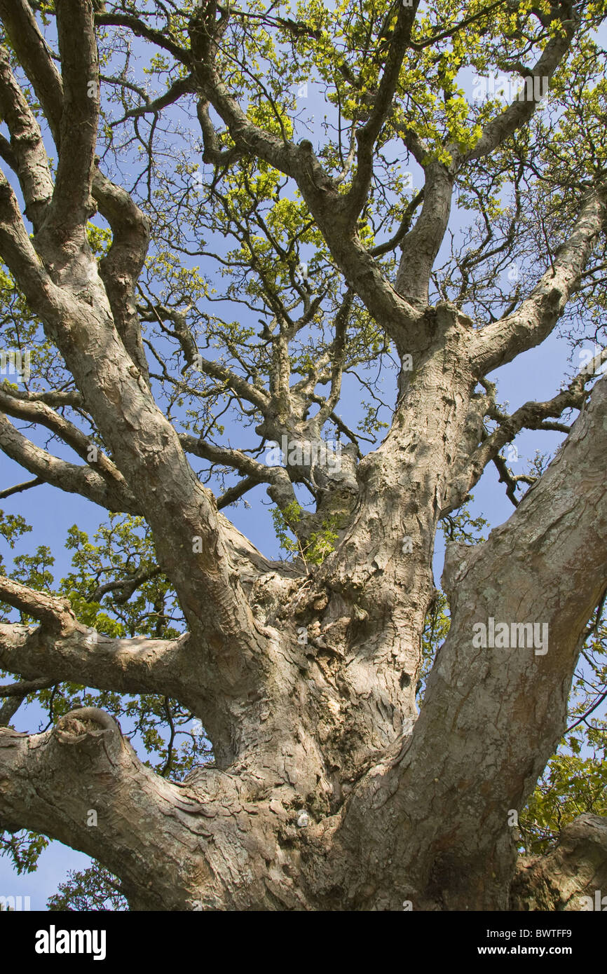 La gran bretagna british england inglese aceri acero natura dorset bolo  trunk trunk rami della molla di platano di corteccia di albero di sicomori  alberi Foto stock - Alamy
