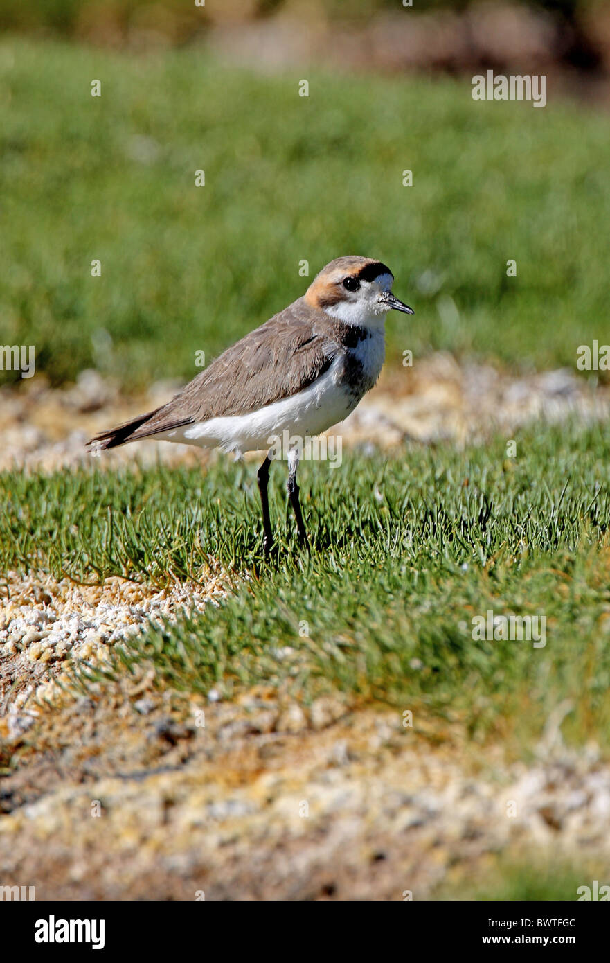 Puna Plover (Charadrius alticola) adulto, in piedi sul tumulo erboso in saltflats, Jujuy, Argentina, gennaio Foto Stock