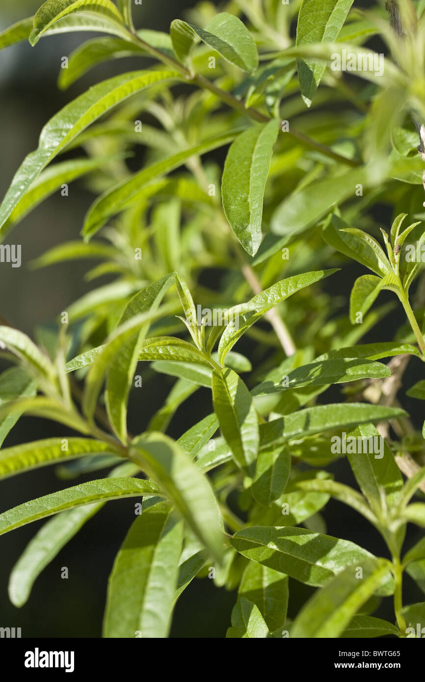 Profumato Lippia citriodora Aloysia citriodora Verbenaceae Verbena citriodora perenne di latifoglie sempreverdi arbusti arbusto Herb Foto Stock