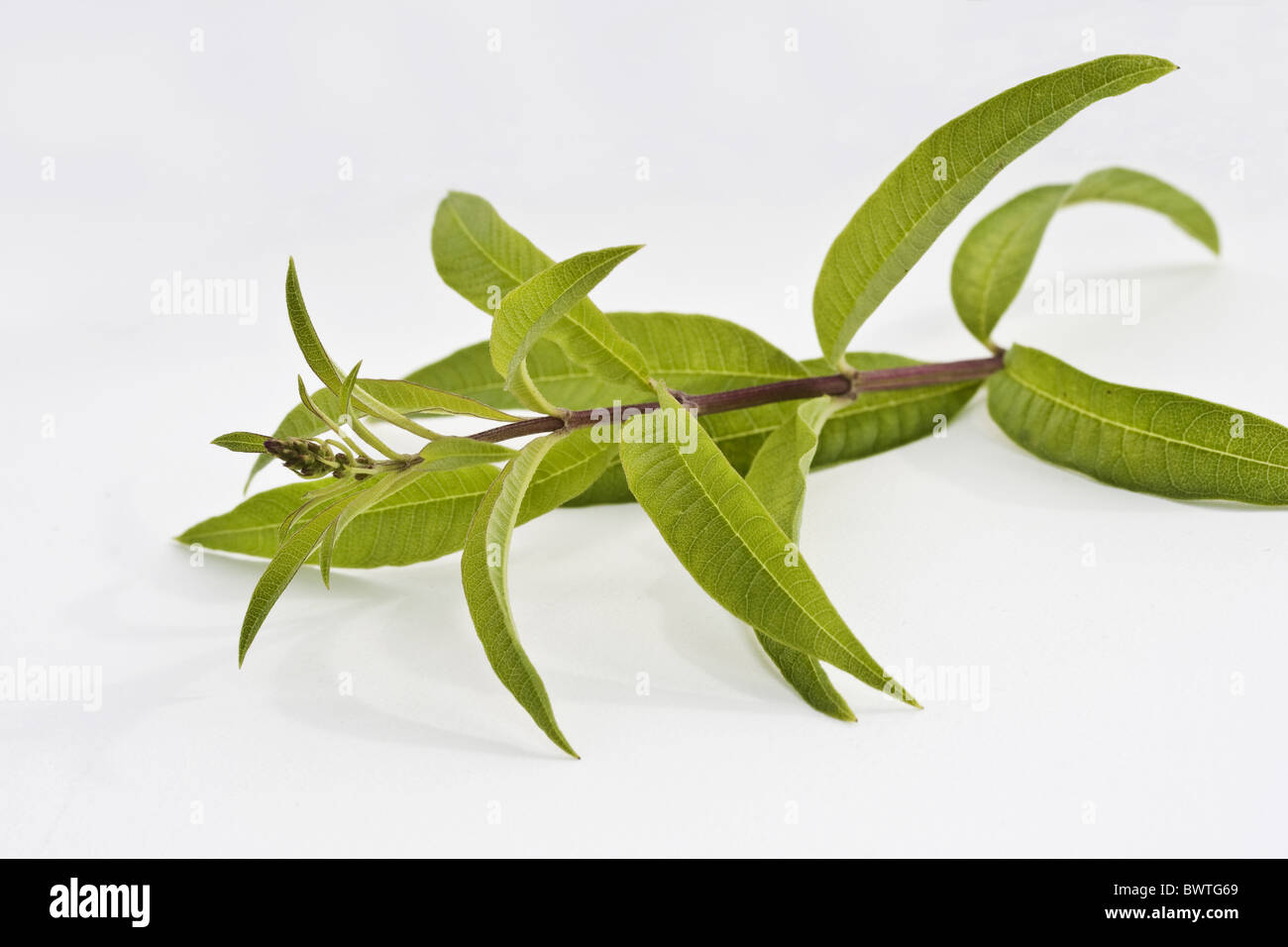 Aloysia citriodora gran bretagna british coltivato deciduo Inghilterra  inglese fogliame le erbe erbe foglie foglia al profumo di limone Foto stock  - Alamy