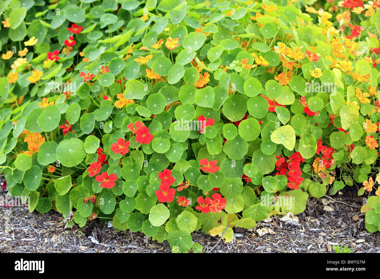 Giardino Nasturtium Tropaeolum majus fioritura Foto Stock