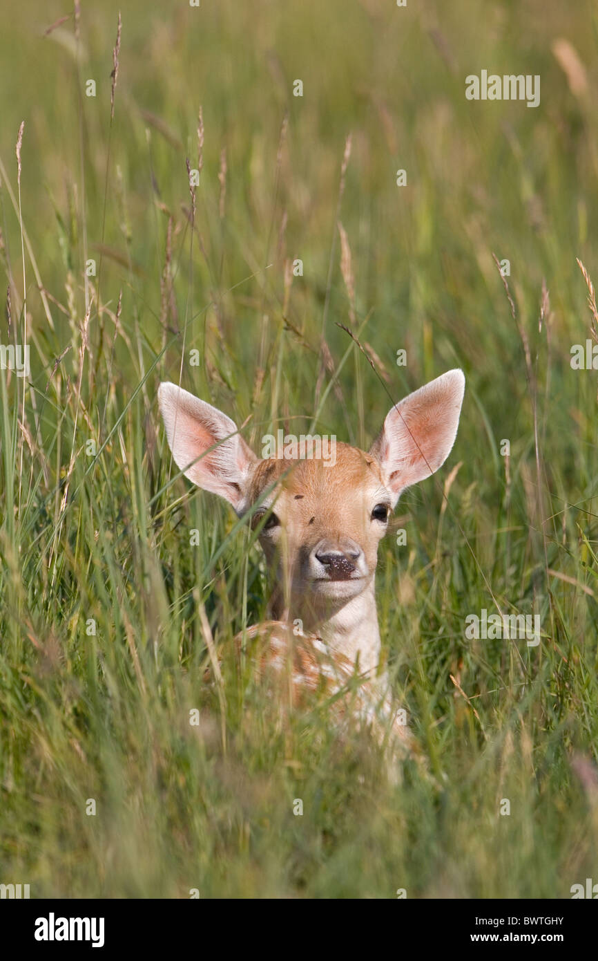 Gli animali mammiferi daini caprioli Dama Dama Dama cerbiatti giovani baby neonati Suffolk REGNO UNITO Gran Bretagna giugno estate Nascondi nasconde daini caprioli Foto Stock