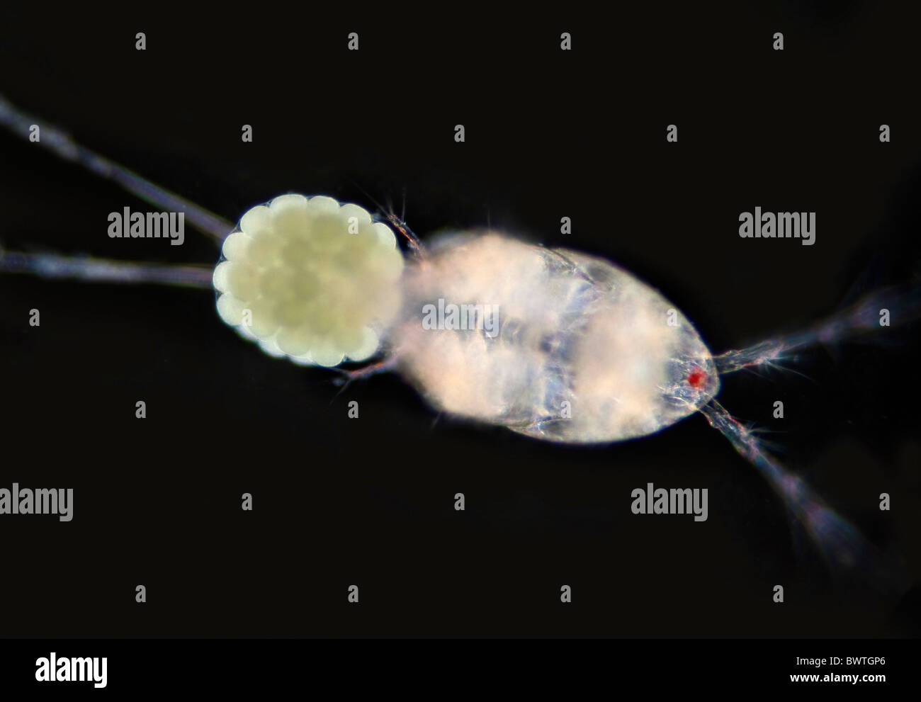 Copepods crostacei plancton marino Foto Stock