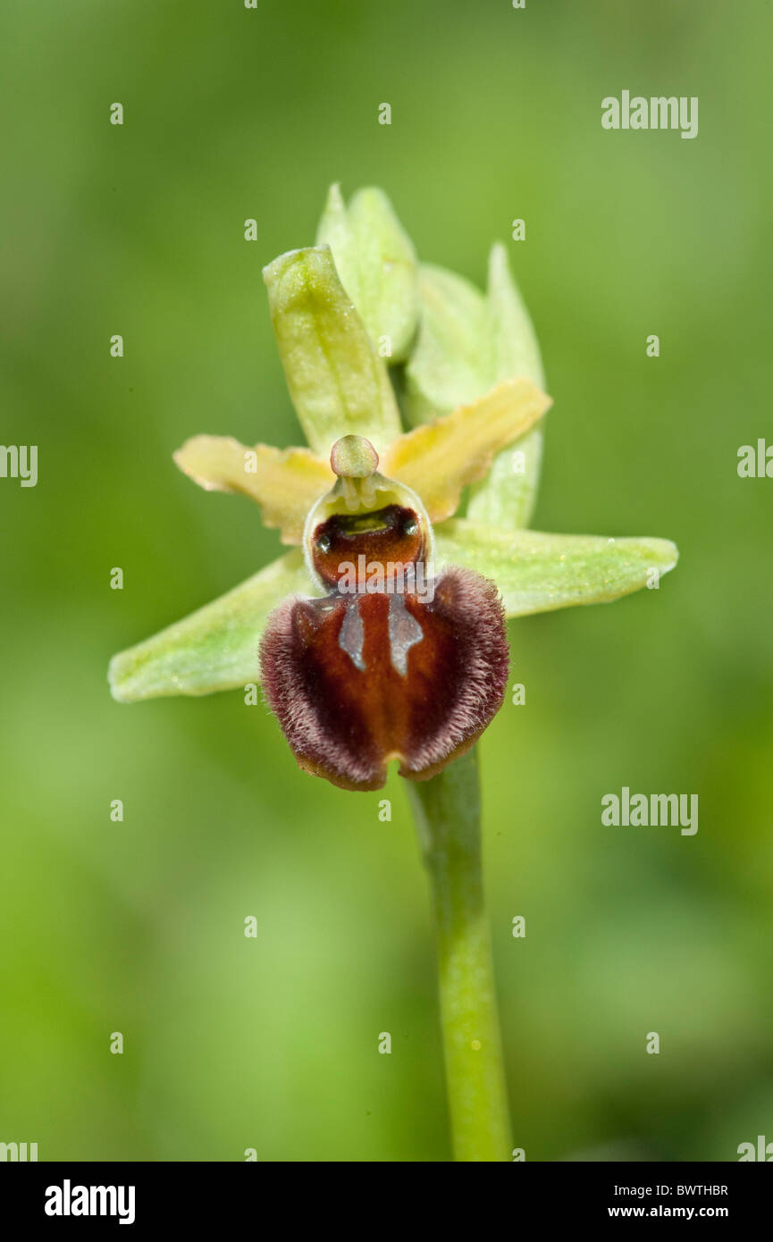 Inizio spider orchid Ophrys sphegodes Kent REGNO UNITO Foto Stock