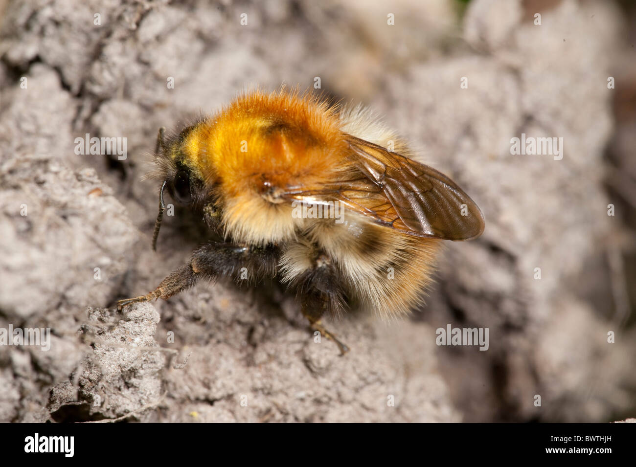 Carda comune bumblebee Bombus pascuorum REGNO UNITO Foto Stock