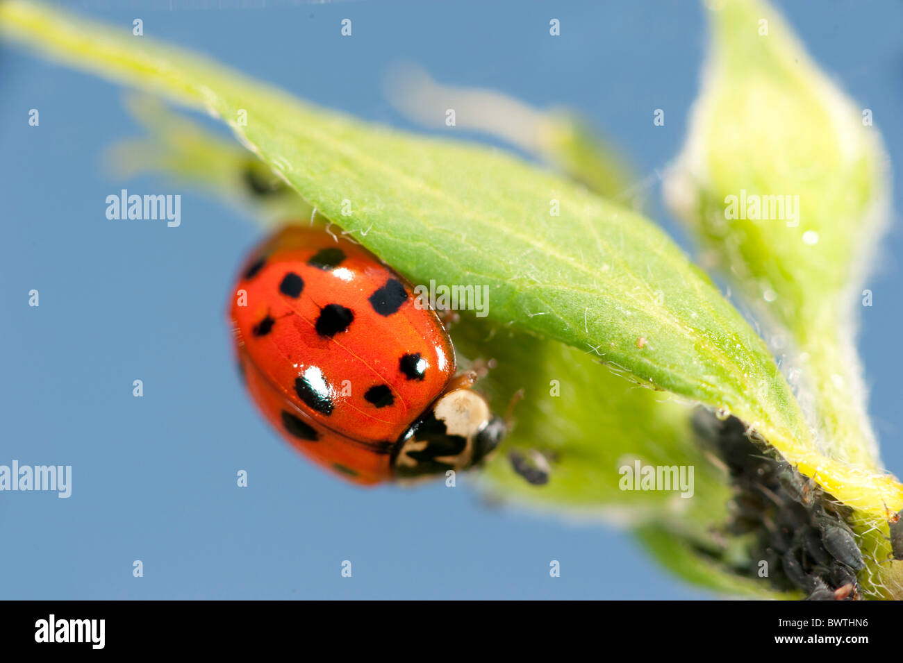Arlecchino Maggiolino ladybird Harmonia axyridis REGNO UNITO Foto Stock