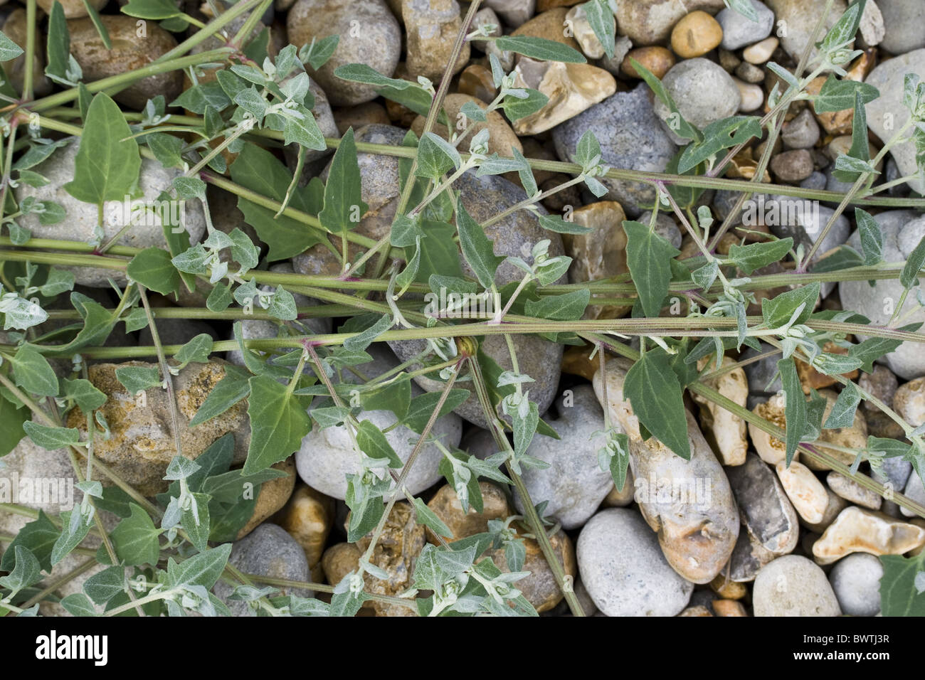 La gran bretagna british piante vegetali a foglia riva lascia la costa del Dorset Jurassic Coast sito patrimonio mondiale chenopodiaceae goosefoot Foto Stock