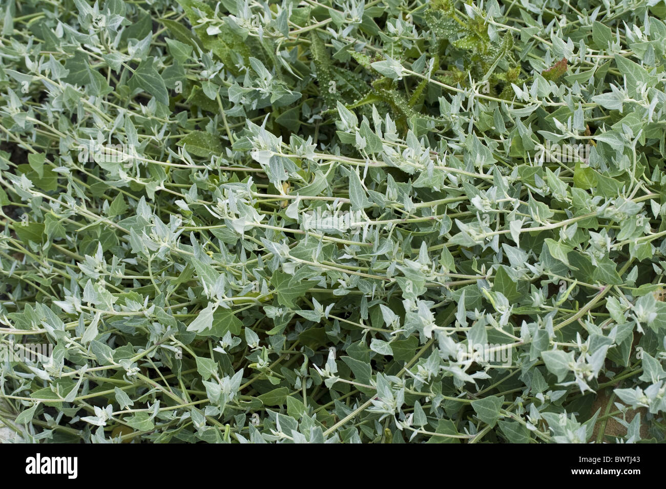 La gran bretagna british piante vegetali a foglia riva lascia la costa del Dorset Jurassic Coast sito patrimonio mondiale chenopodiaceae goosefoot Foto Stock