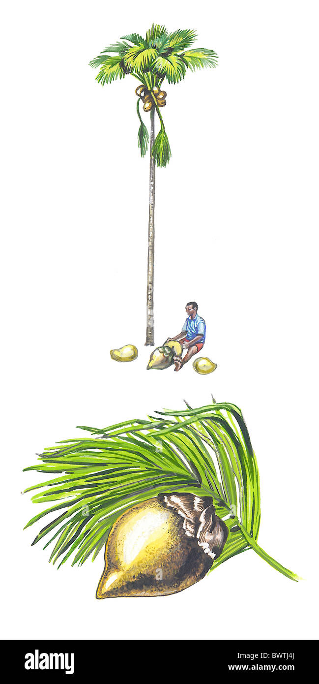 Frutto di un Coco de Mer (Lodoicea maldivica) - la più grande delle sementi nel mondo. Foto Stock