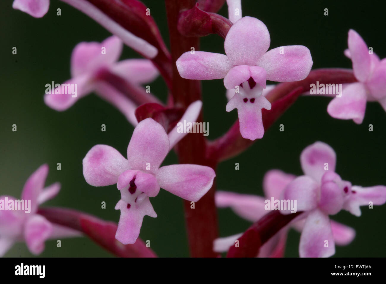 La Branciforti Orchid Orchis brancifortii close-up Foto Stock