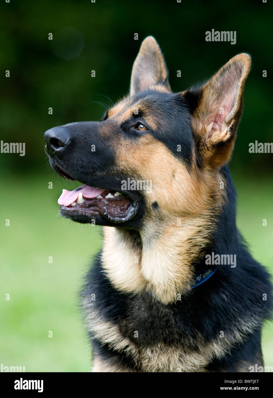 Il tedesco il cane pastore alsaziano REGNO UNITO Foto Stock