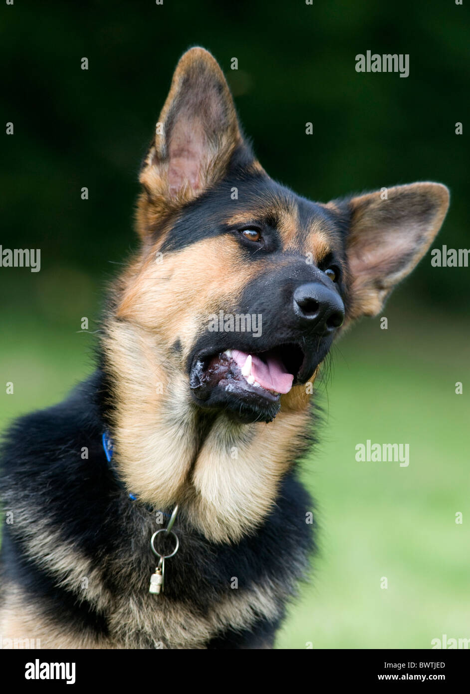 Il tedesco il cane pastore alsaziano REGNO UNITO Foto Stock