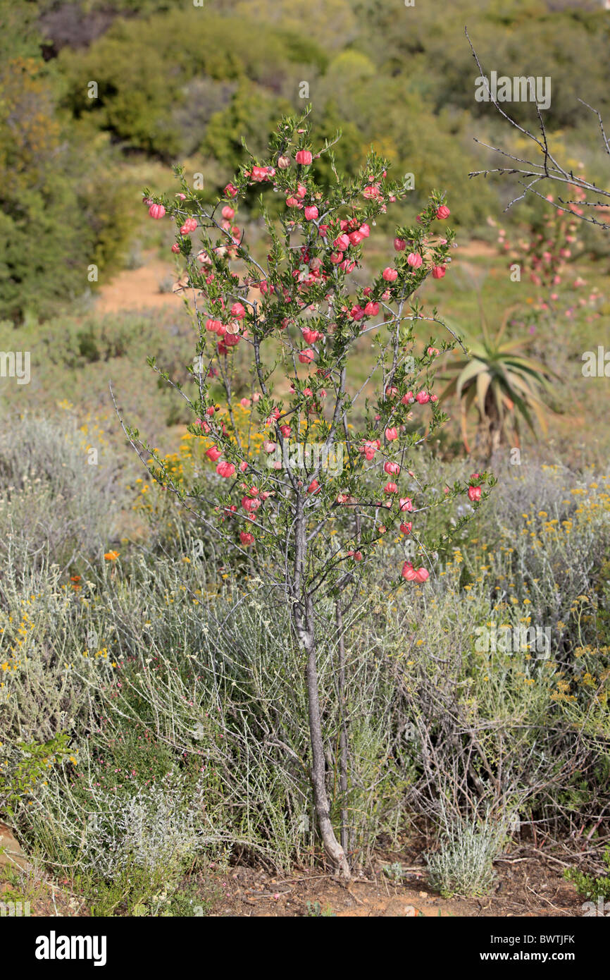 Lanterna cinese Tree (Nymania capensis) abitudine, fioritura, Karoo Desert National Botanical Garden, Worcester, Western Cape, Foto Stock
