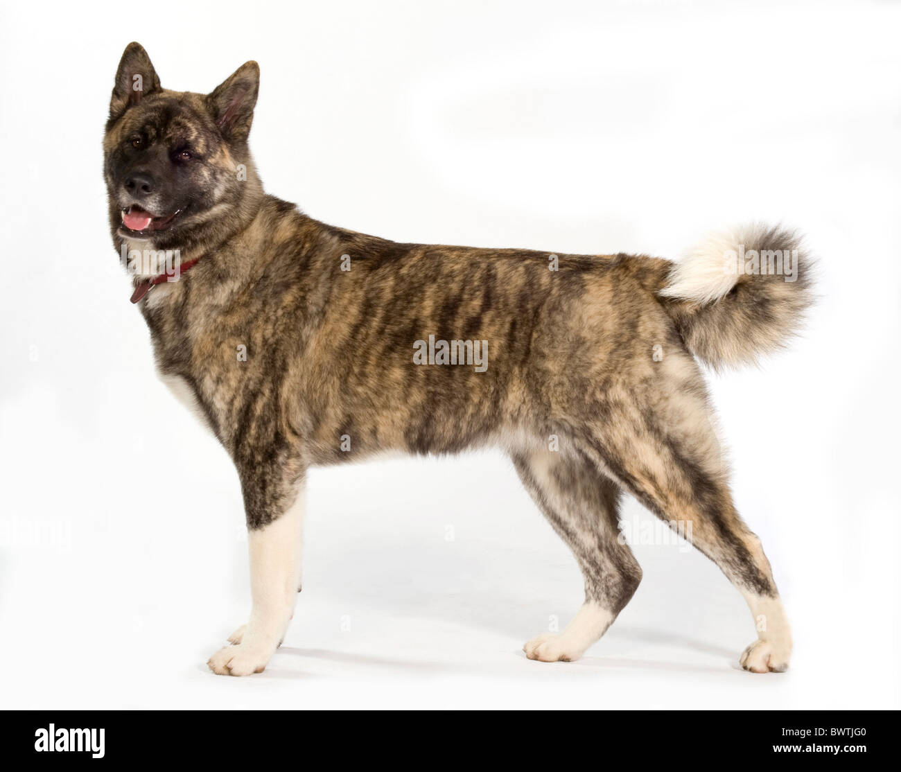 Giapponese Akita cane REGNO UNITO Foto Stock