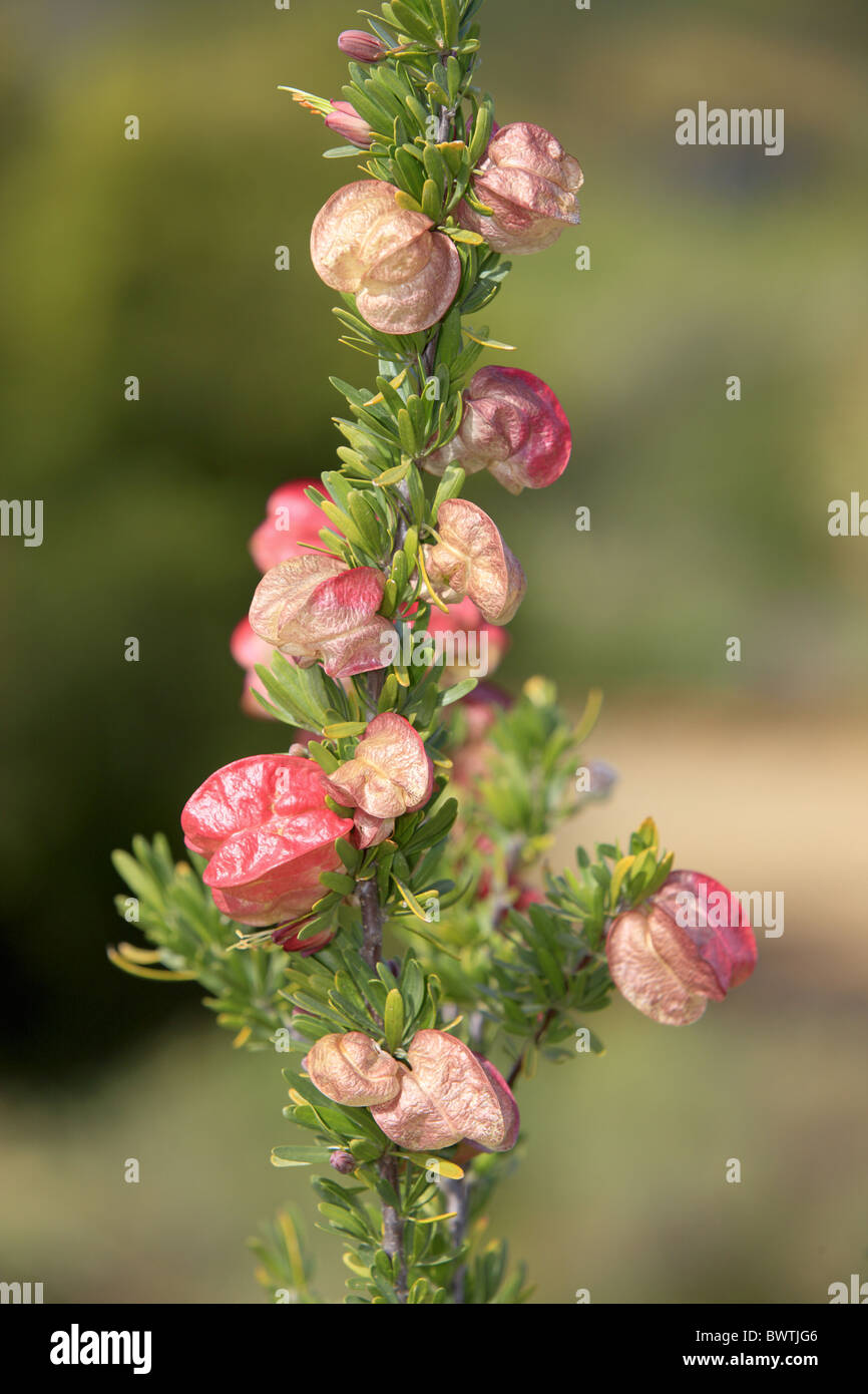 Lanterna cinese Tree (Nymania capensis) close-up di fiori, Karoo Desert National Botanical Garden, Worcester, Western Cape, Foto Stock