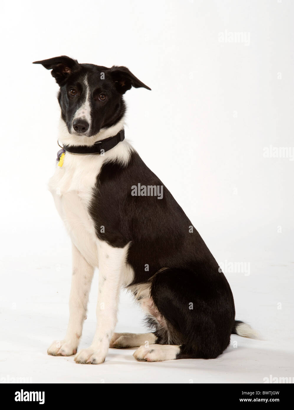 Bianco & Nero cane Mongrel REGNO UNITO Foto Stock