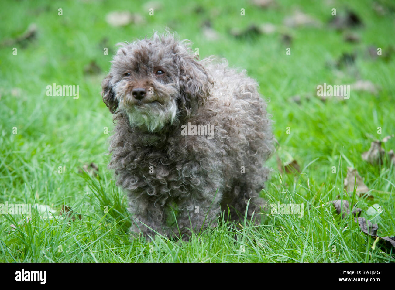 Orsacchiotto di peluche cane Shih Tzu cross Bichon Frise REGNO UNITO Foto Stock