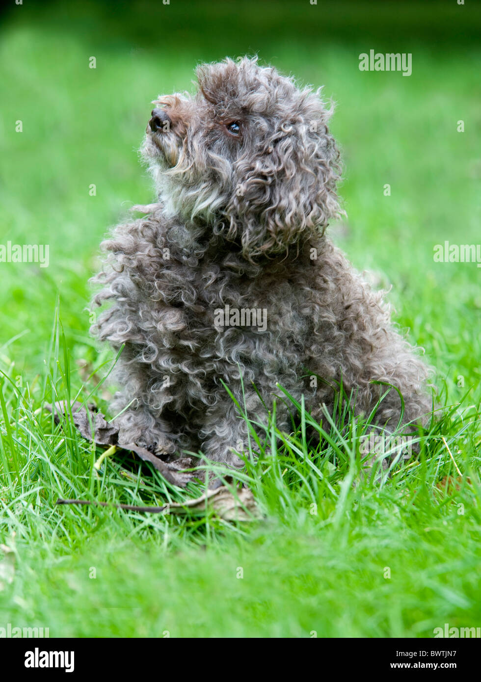 Orsacchiotto di peluche cane Shih Tzu cross Bichon Frise REGNO UNITO Foto Stock