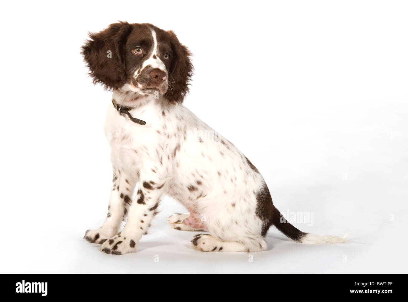 English Springer Spaniel cane REGNO UNITO Foto Stock