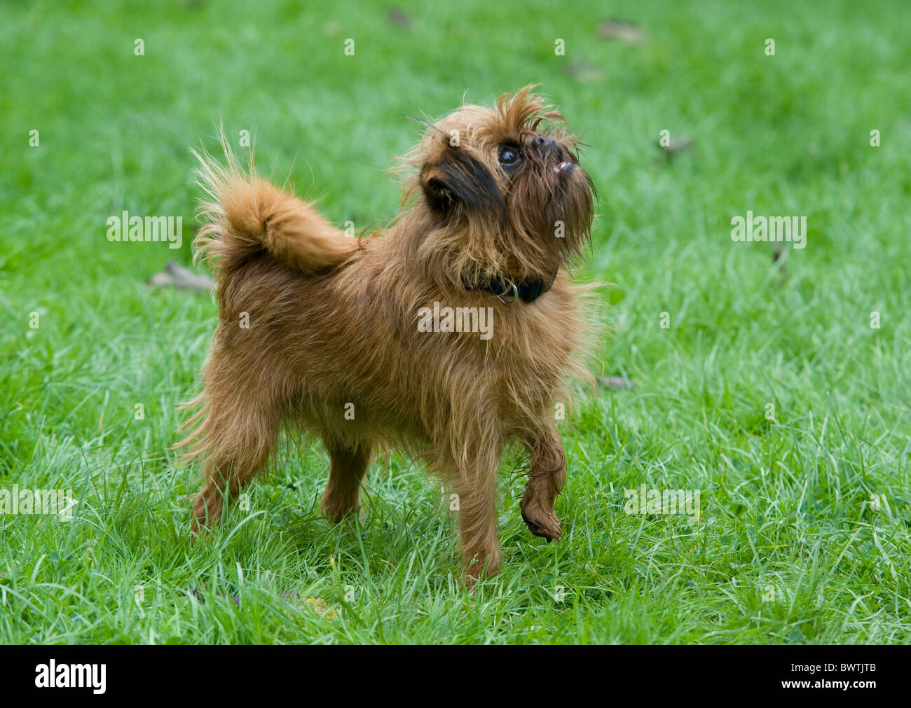 Griffon Bruxellois cane REGNO UNITO Foto Stock