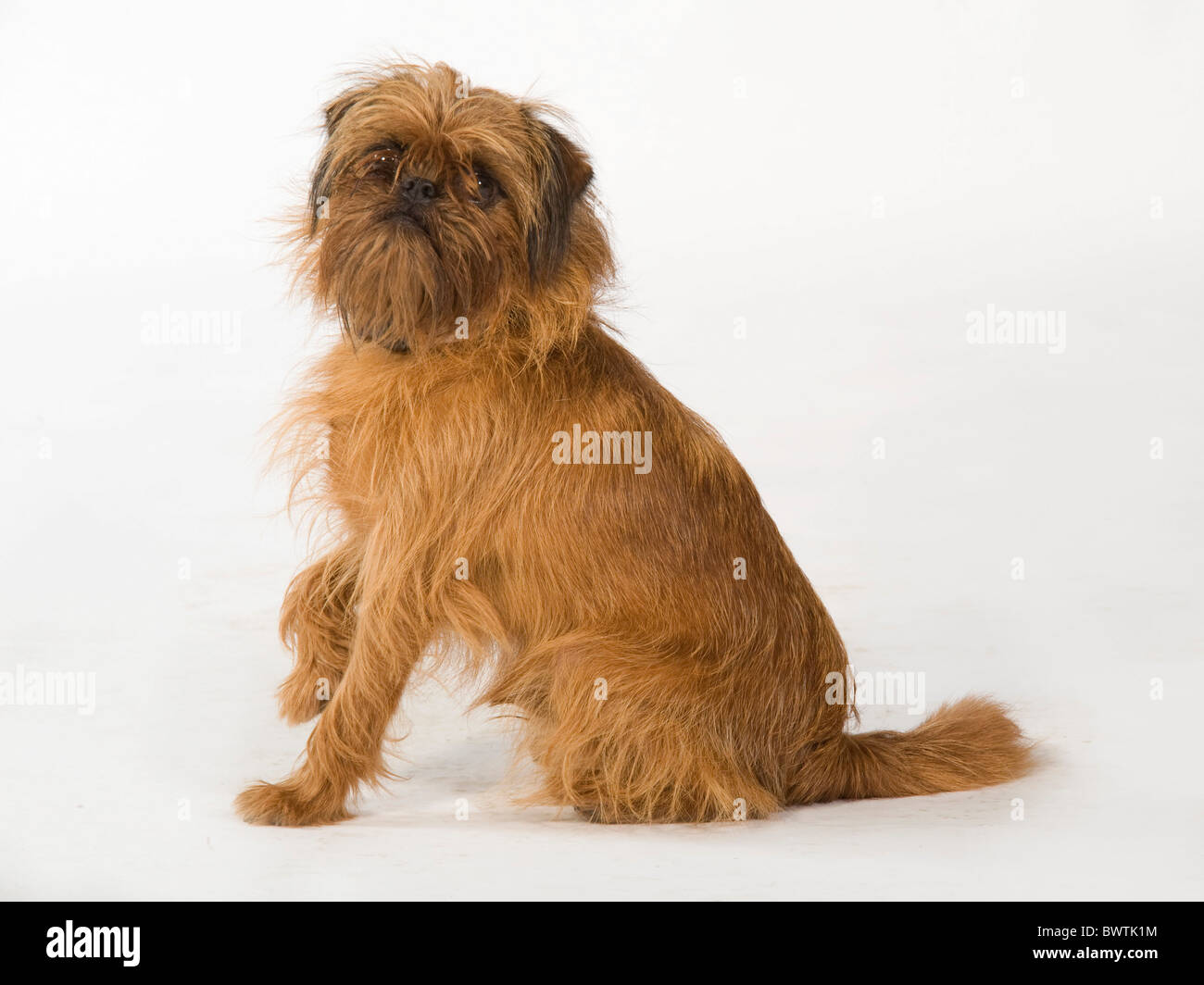Griffon Bruxellois cane REGNO UNITO Foto Stock