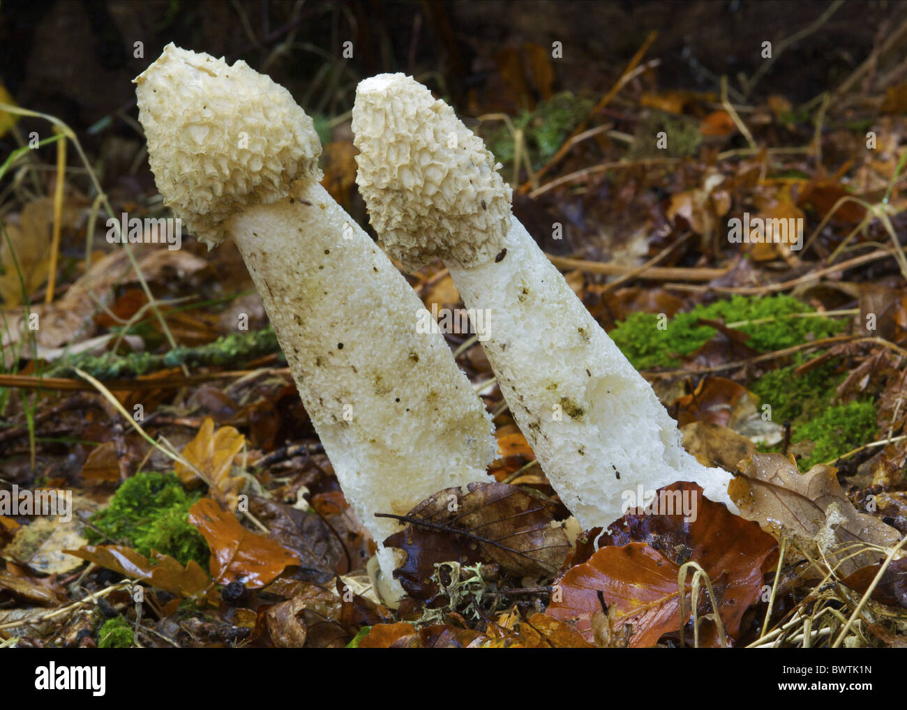 Dumfries and Galloway Langholm Stinkhorn  Phallus impudicus funghi fungo fungo funghi stinkhorn stinkhorns europa Foto Stock