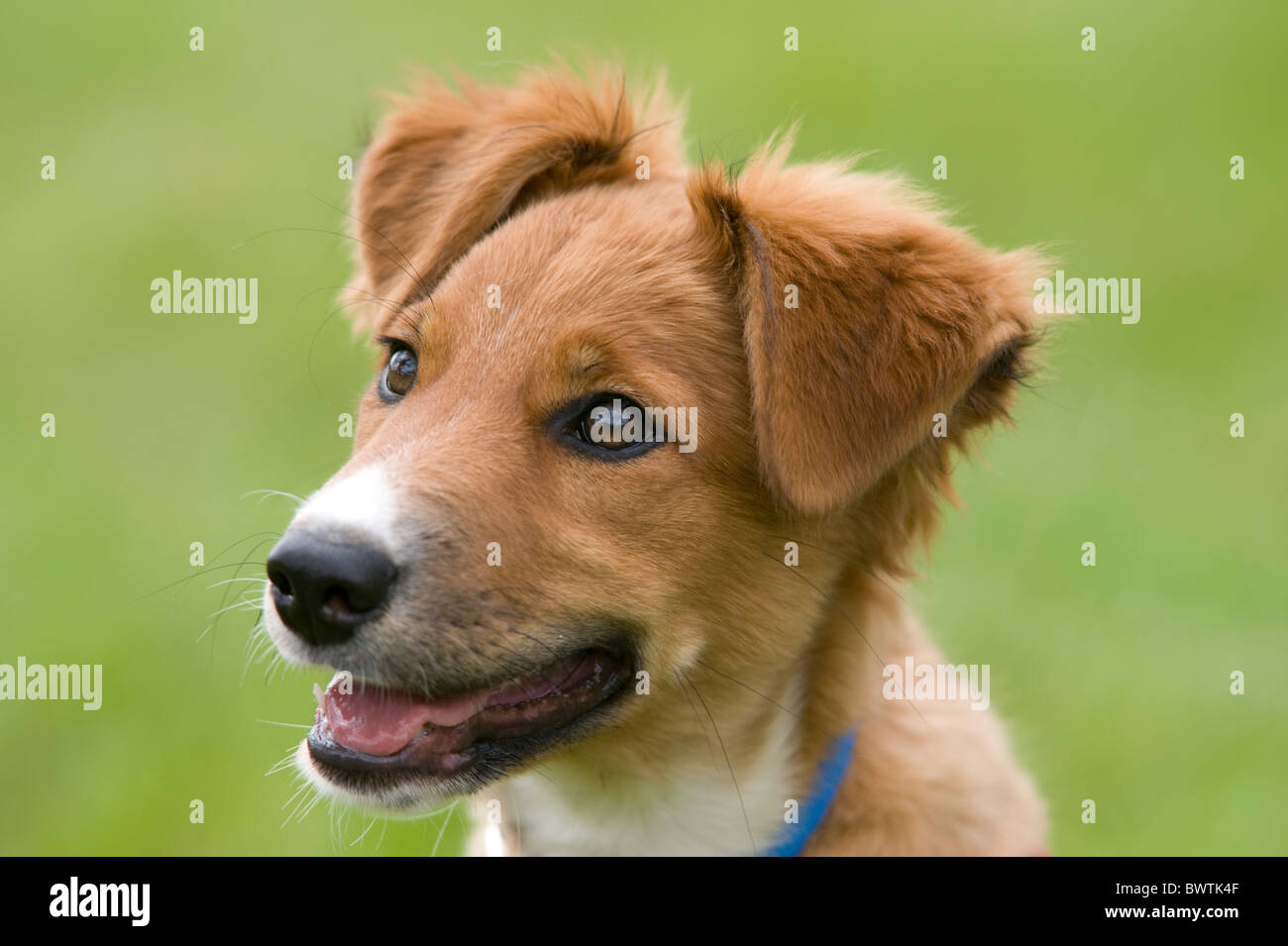 Collie incroci cane cucciolo REGNO UNITO Foto Stock