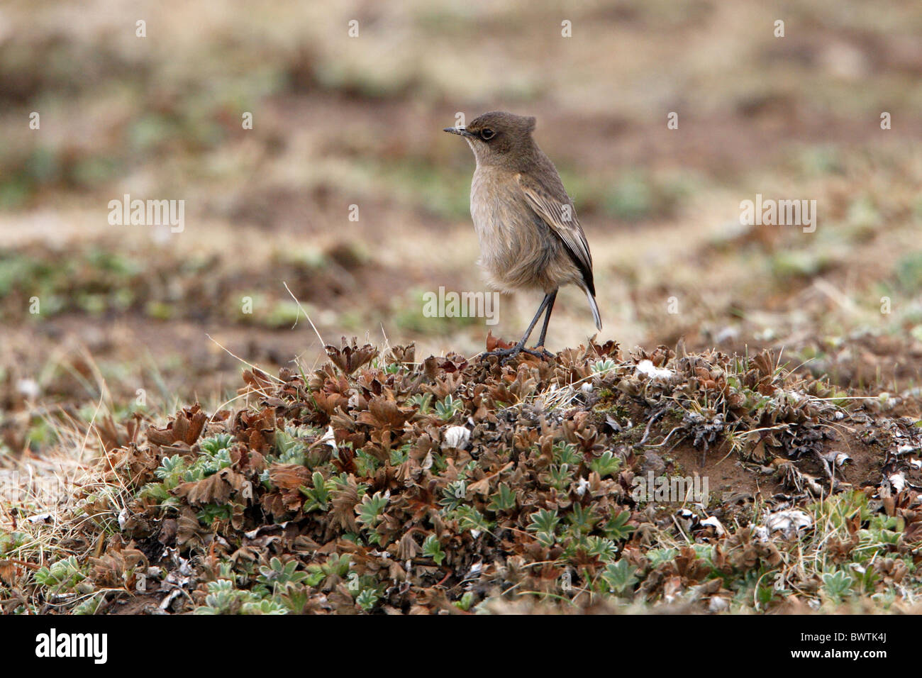 Moorland Chat (Cercomela sordida) adulto, in piedi sul upland moor, montagne di balle N.P., Oromia, Etiopia, aprile Foto Stock