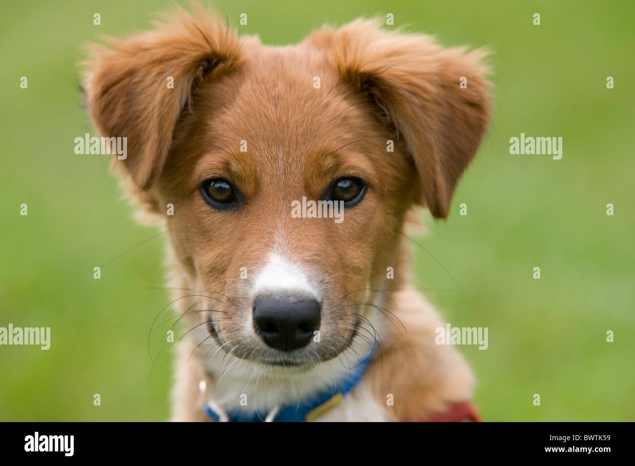 Collie incroci cane cucciolo REGNO UNITO Foto Stock