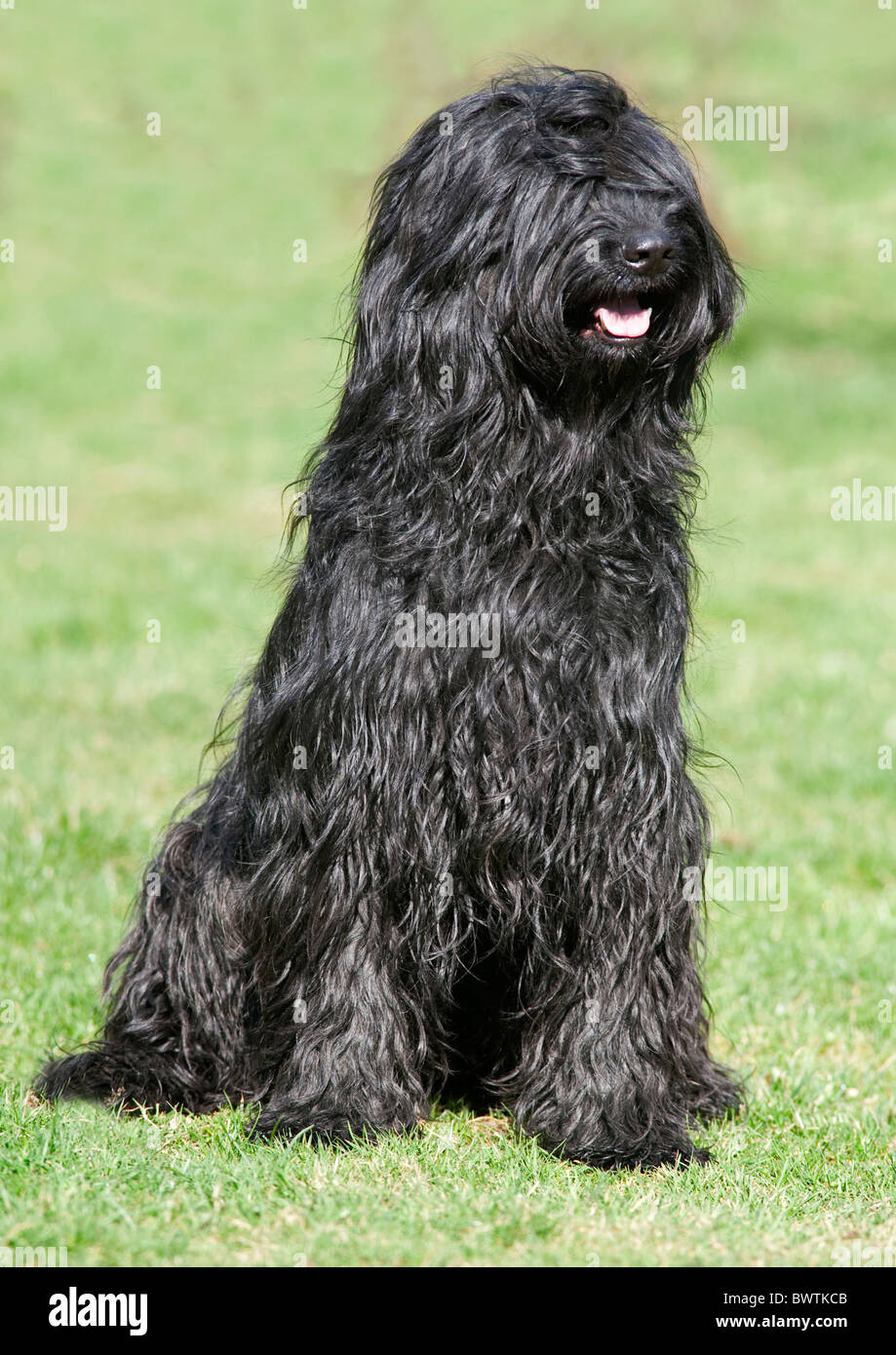 Cane di Briard UK Foto Stock