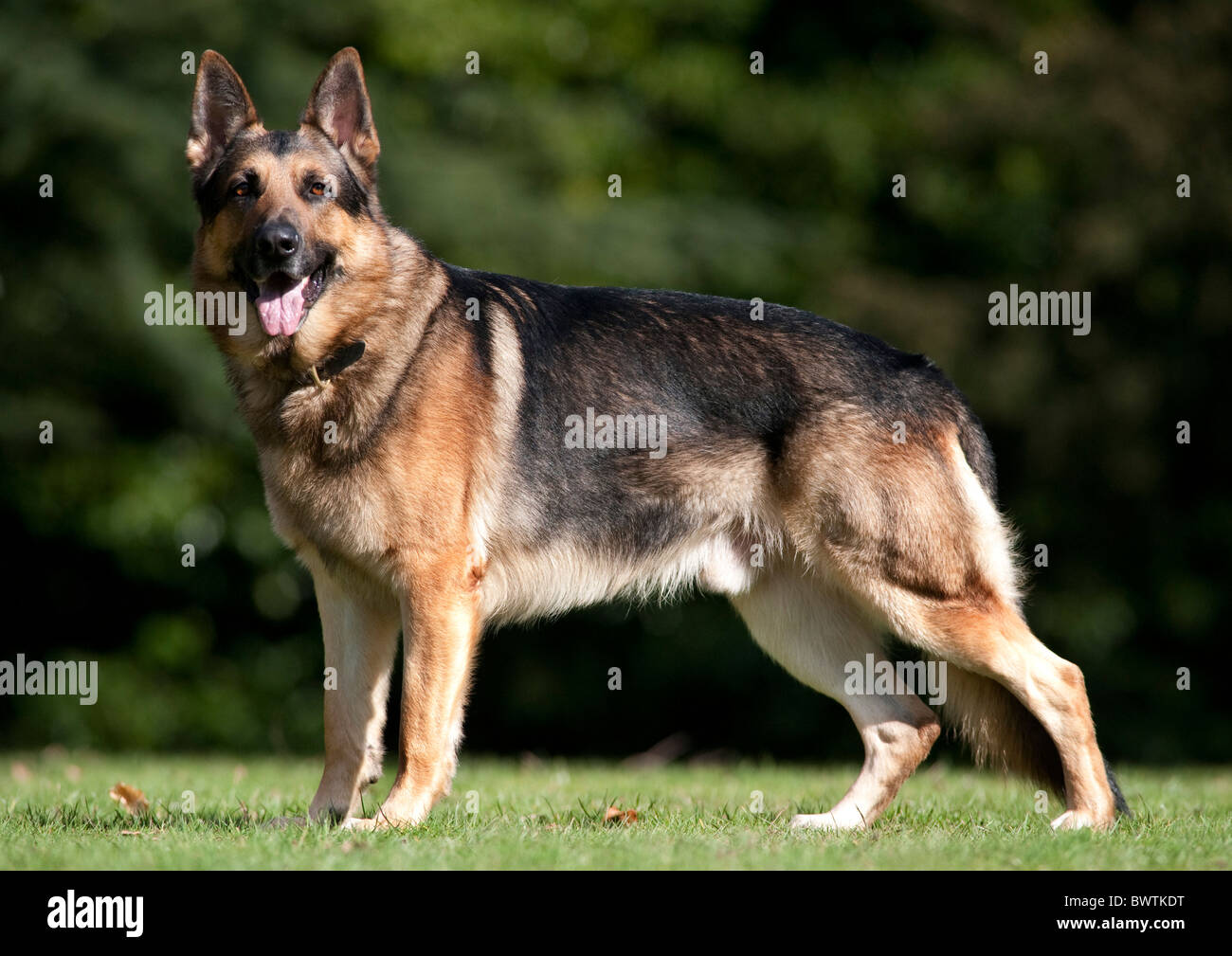 Il tedesco il cane pastore alsaziano in piedi in park REGNO UNITO Foto Stock