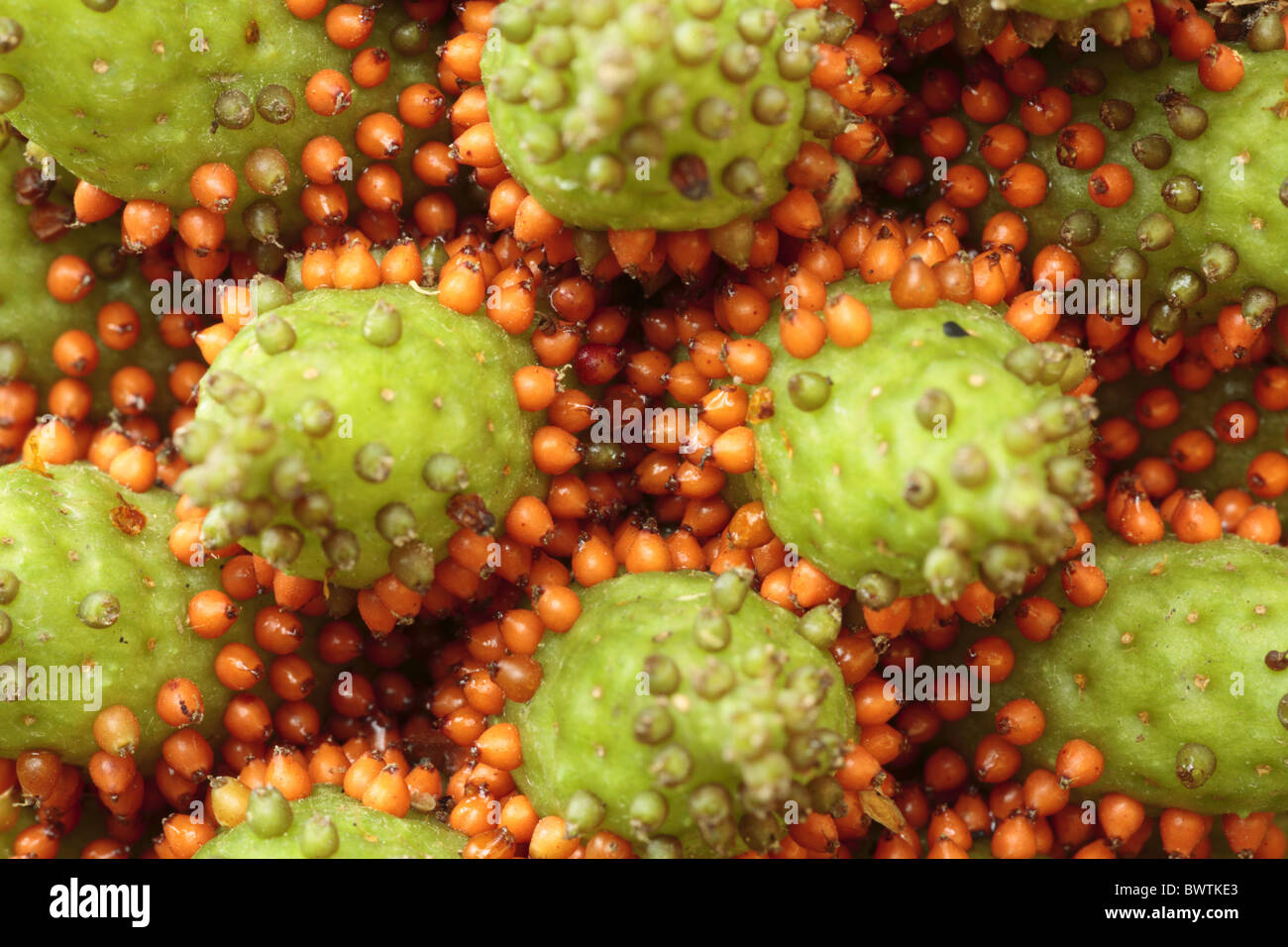 Infiorescenza gunnera tinctoria la semina di semi maturi frutti di maturazione a frutto di natura ambiente naturale impianto ambientale vicino Foto Stock