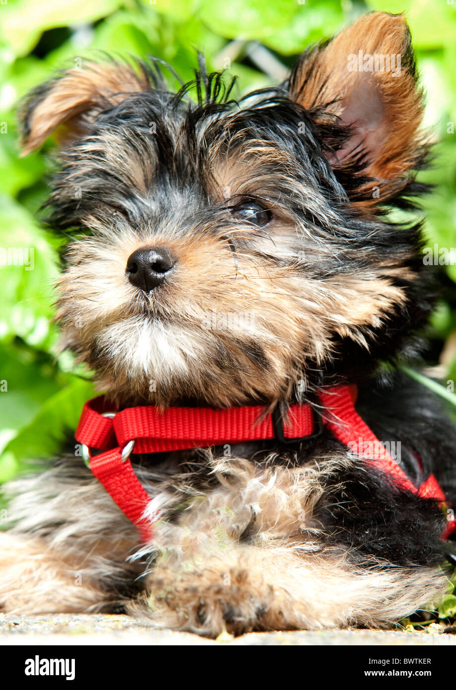 Yorkshire Terrier cucciolo di cane REGNO UNITO Foto Stock