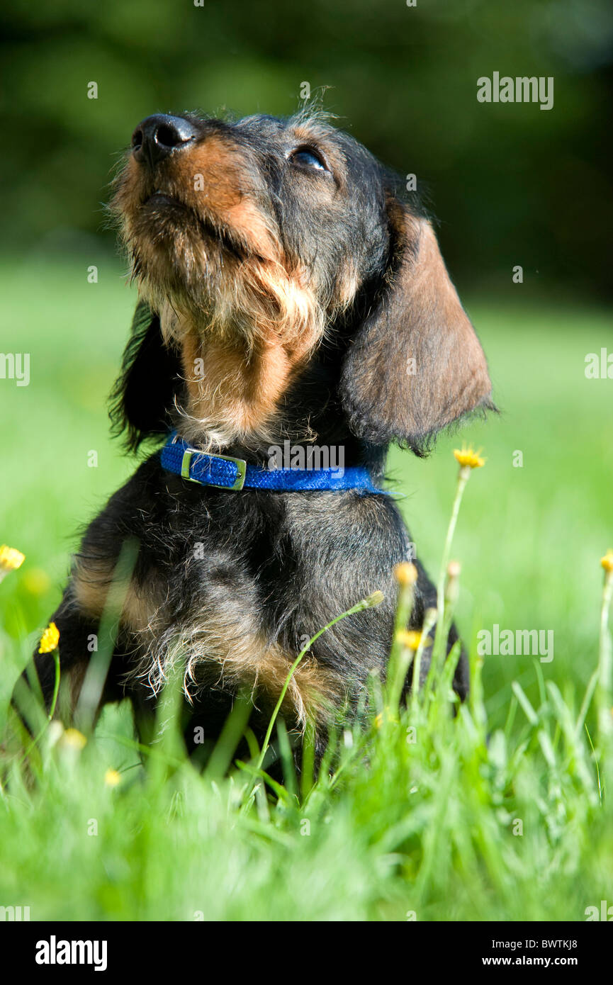 Cane Bassotto cucciolo seduti in giardino REGNO UNITO Foto Stock