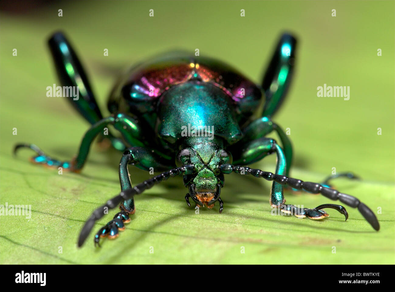 Frog Beetle Sagara sp. SE L'Asia Foto Stock