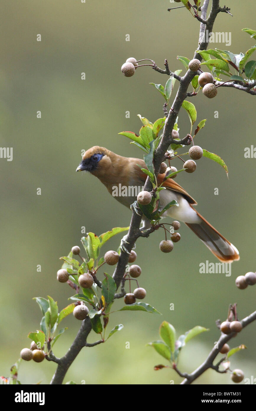 Rufous Laughingthrush (Garrulax berthemyi) adulto, arroccato nella struttura ad albero fruttifero, Huanggang Shan, provincia di Jiangxi, Cina, settembre Foto Stock