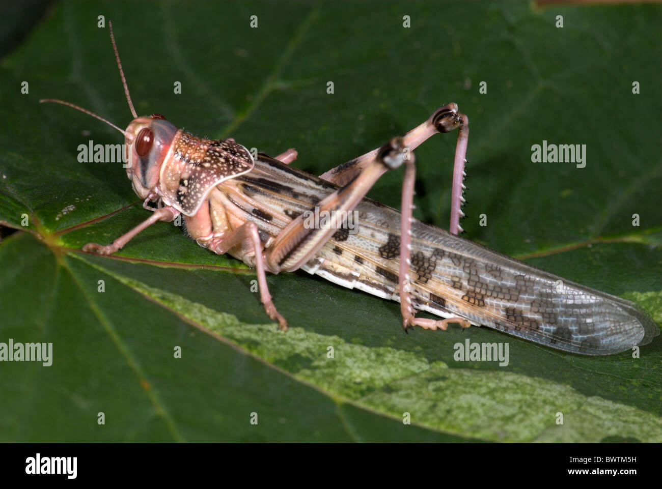 Desert Locust Schistocerca gregaria Africa Foto Stock