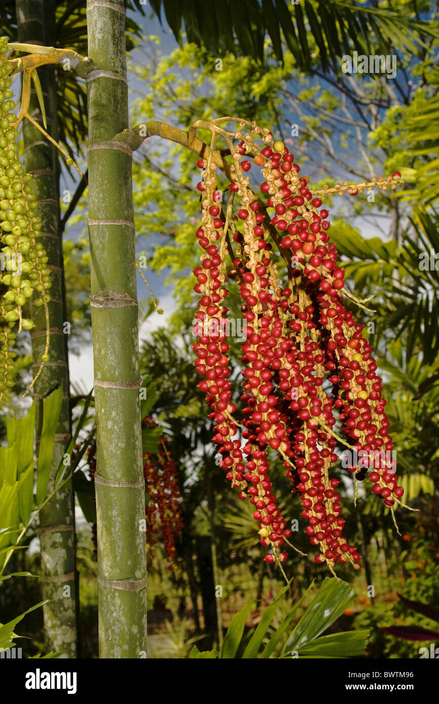 McArthur Palm Actinoploeus bacche rosse bacche Frutta vicino frutto Macarthur Palm Macarthurii Natura Nuova Guinea Palm Palmae palme Foto Stock